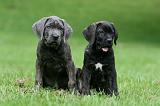 CANE CORSO 1203